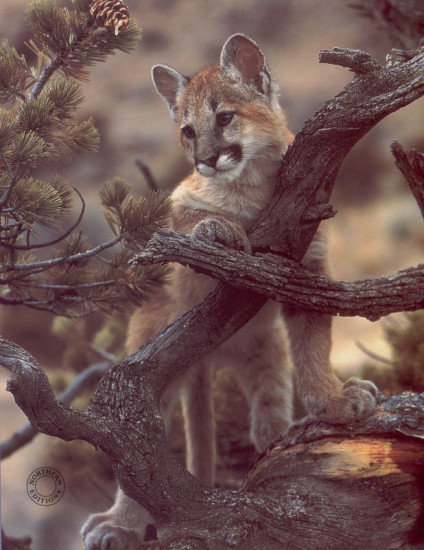 Curiosity - Print Curiosity - Print
