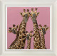 High Five - Rangwali Pink - Limited Edition - White Framed