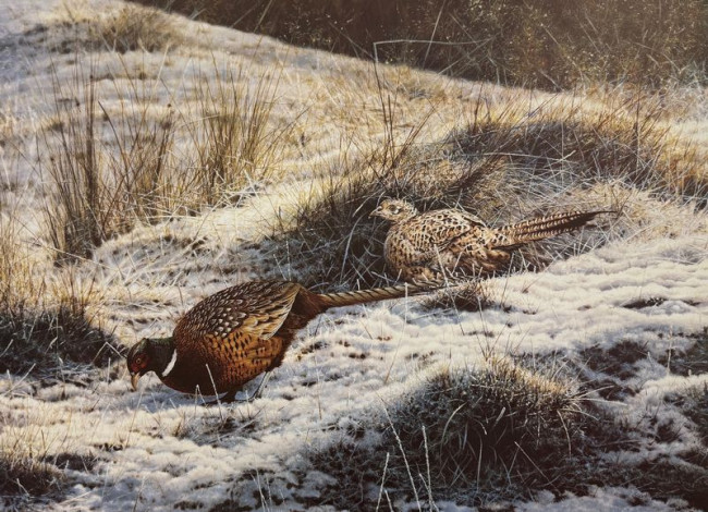 Pheasants (First Fall) - Print Pheasants (First Fall) - Print