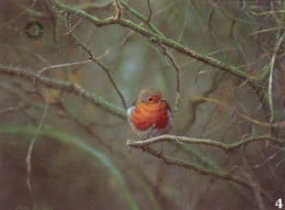 Study Of A Robin Study Of A Robin