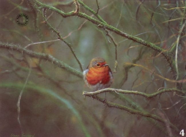 Study Of A Robin - Print Study Of A Robin - Print