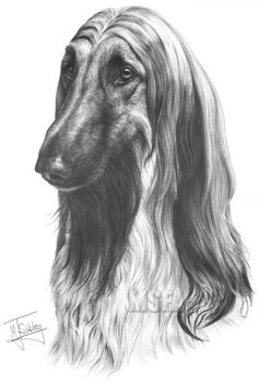 Afghan Hound - Print only