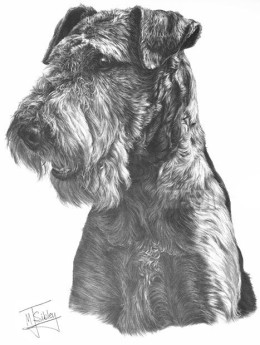 Airedale Terrier - Print only