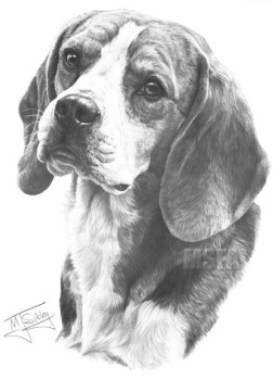 Beagle - Print only