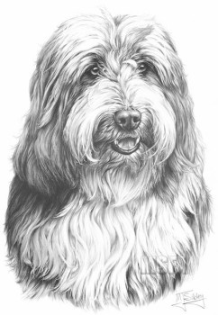 Bearded Collie - Print only