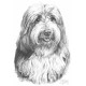 Bearded Collie - Print only