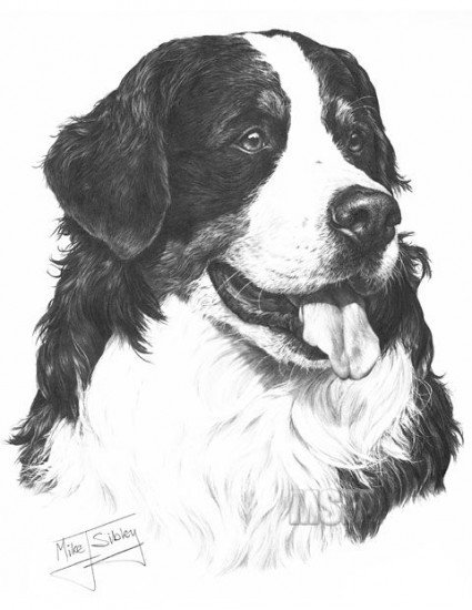 Bernese Mountain Dog - Print only Bernese Mountain Dog - Print only