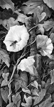 Bindweed And Hoverfly - Print