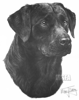 Black Labrador - Print only