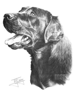 Black Labrador (Side View) - Print only