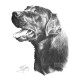 Black Labrador (Side View) - Print only