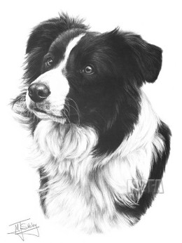 Border Collie - Print only