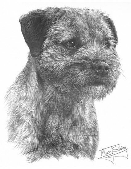 Border Terrier - Print only Border Terrier - Print only