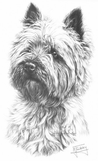 Cairn Terrier - Print only Cairn Terrier - Print only