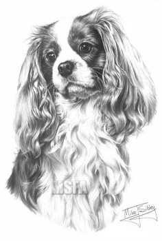 Cavalier King Charles Spaniel - Print only