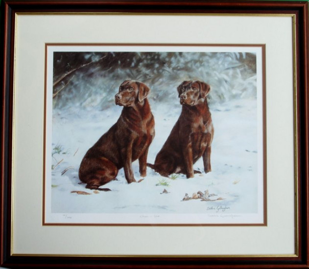 Choc Ice - Chocolate Labradors