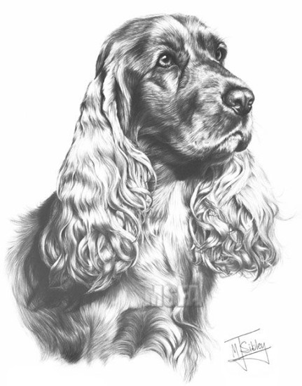 Cocker Spaniel - Print only