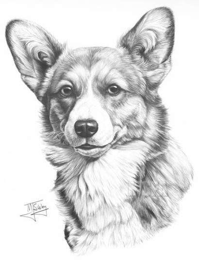 Corgi (Pembroke)