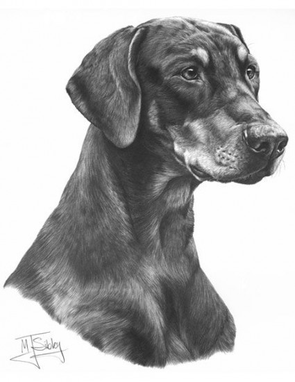Doberman - Print only Doberman - Print only