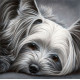 Dog Tired Series - Yorkshire Terrier - Limited Edition - Box Canvas