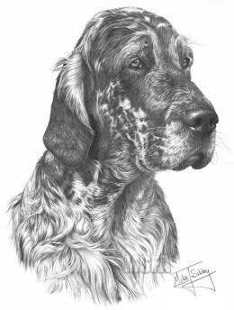 English Setter - Print only
