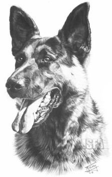 German Shepherd Dog A - Print only