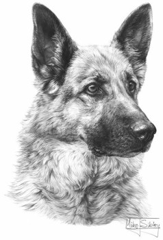 German Shepherd Dog B - Print only