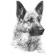 German Shepherd Dog B - Print only