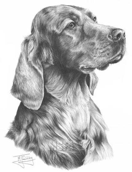 Irish Setter - Print only