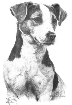 Jack Russell Terrier - Print only