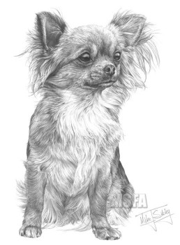 Long Hair Chihuahua