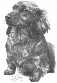 Long Haired Dachshund