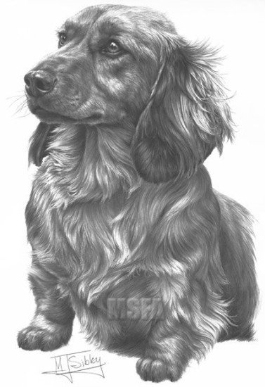 Long Haired Dachshund - Print only