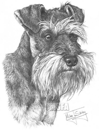Miniature Schnauzer - Print only Miniature Schnauzer - Print only