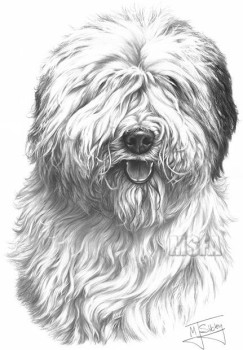Old English Sheepdog - Print only