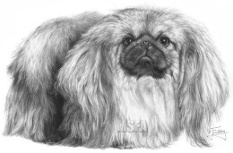 Pekingese