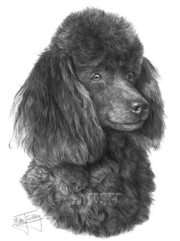 Poodle (Miniature) - Print only