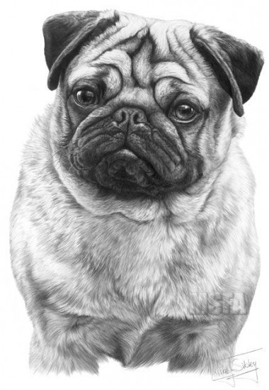 Pug - Print only Pug - Print only