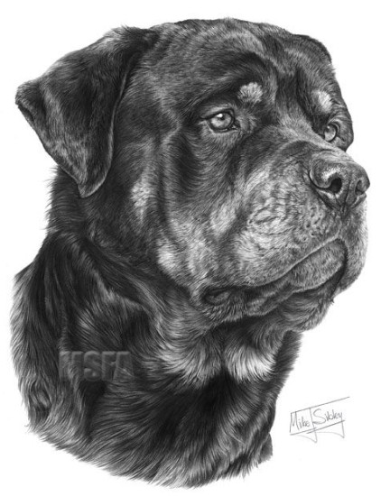 Rottweiler