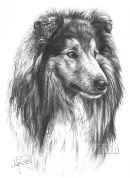 Rough Collie - Print only