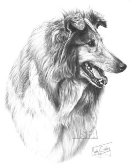Rough Collie (Side View) - Print only