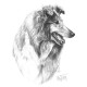 Rough Collie (Side View) - Print only