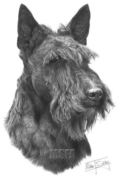 Scottish Terrier - Print only