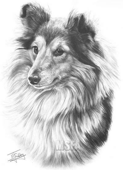 Shetland Sheepdog