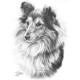 Shetland Sheepdog - Print only