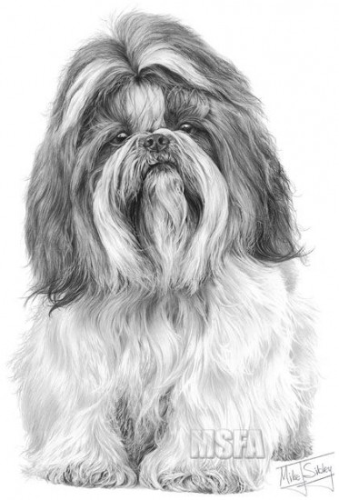 Shih Tzu - Print only Shih Tzu - Print only