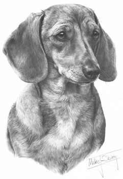 Smooth Haired Dachshund - Print only