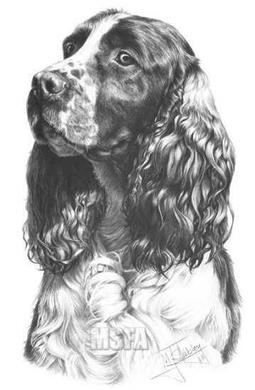 Springer Spaniel - Print only