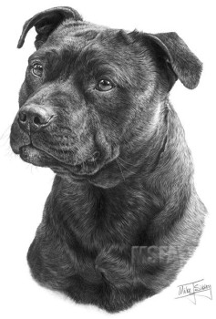 Staffordshire Bull Terrier - Print only