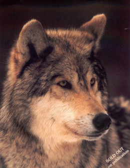 Study Of A Grey Wolf - Dark Wood Framed